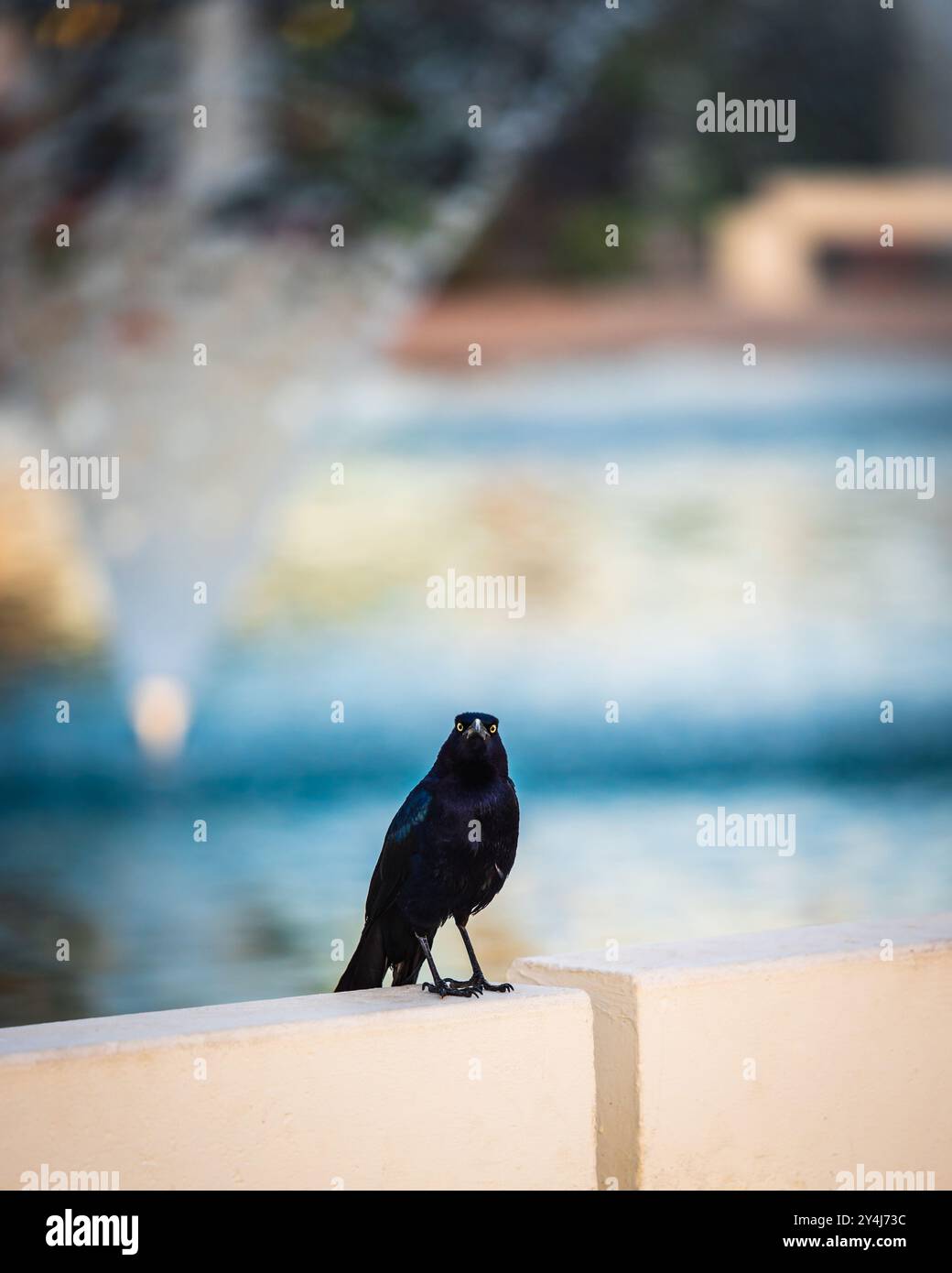 Grackle Bird mit Bootsschwanz befindet sich in der Nähe eines der Springbrunnen im Scottsdale Civic Center Park in Scottsdale, Arizona. Stockfoto