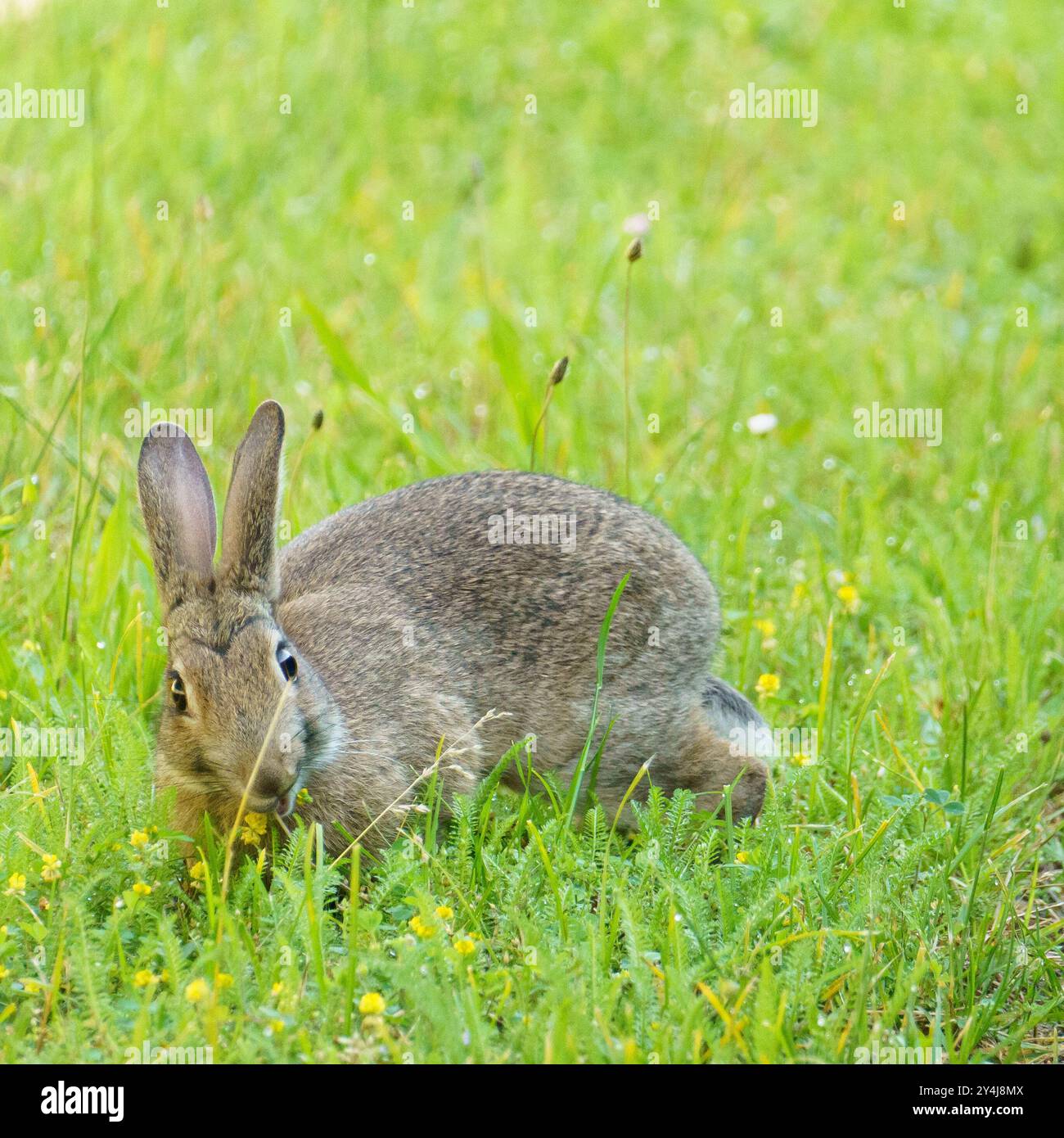 Ein entzückendes kleines Kaninchen, das auf einer tiefgrünen Wiese sitzt und eine Wiese isst Stockfoto