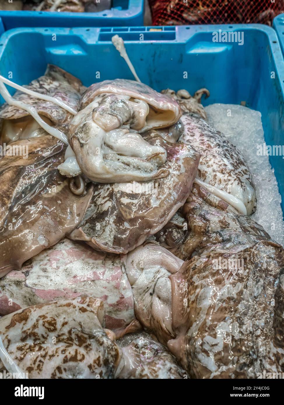 Frische Tintenfische auf dem lokalen Fisch- und Meeresfuttermarkt in Murci, Spanien Stockfoto