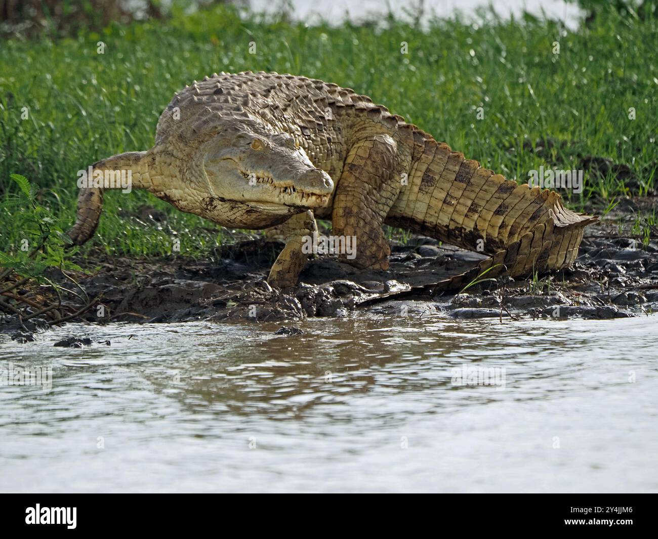 Großes Nil-Krokodil (Crocodylus niloticus) rutscht in die stillen Gewässer des Manze-Sees im Nyerere-Nationalpark, Tansania Stockfoto