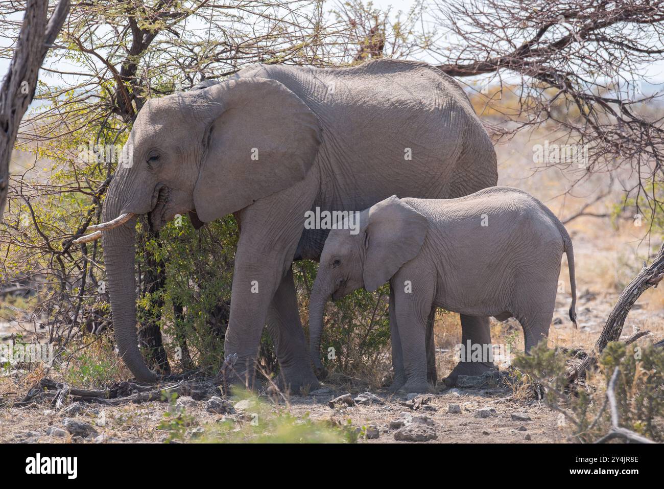 Mutter und Baby Elefant (Afrikanischer Elefant) im Etosha Nationalpark, Namibia. Stockfoto