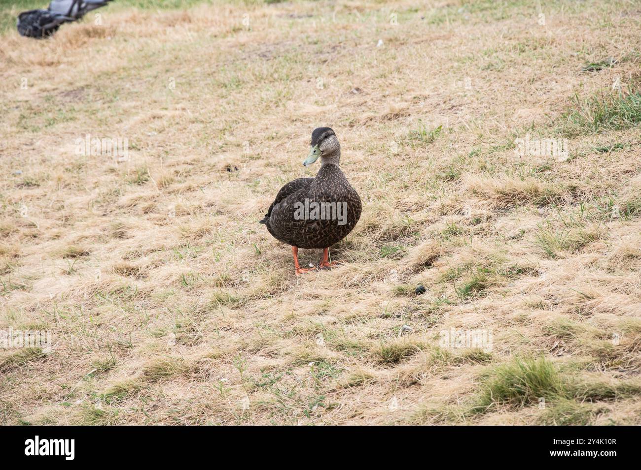 Stockenten im Worsley Park in Conception Bay South, Neufundland & Labrador, Kanada Stockfoto