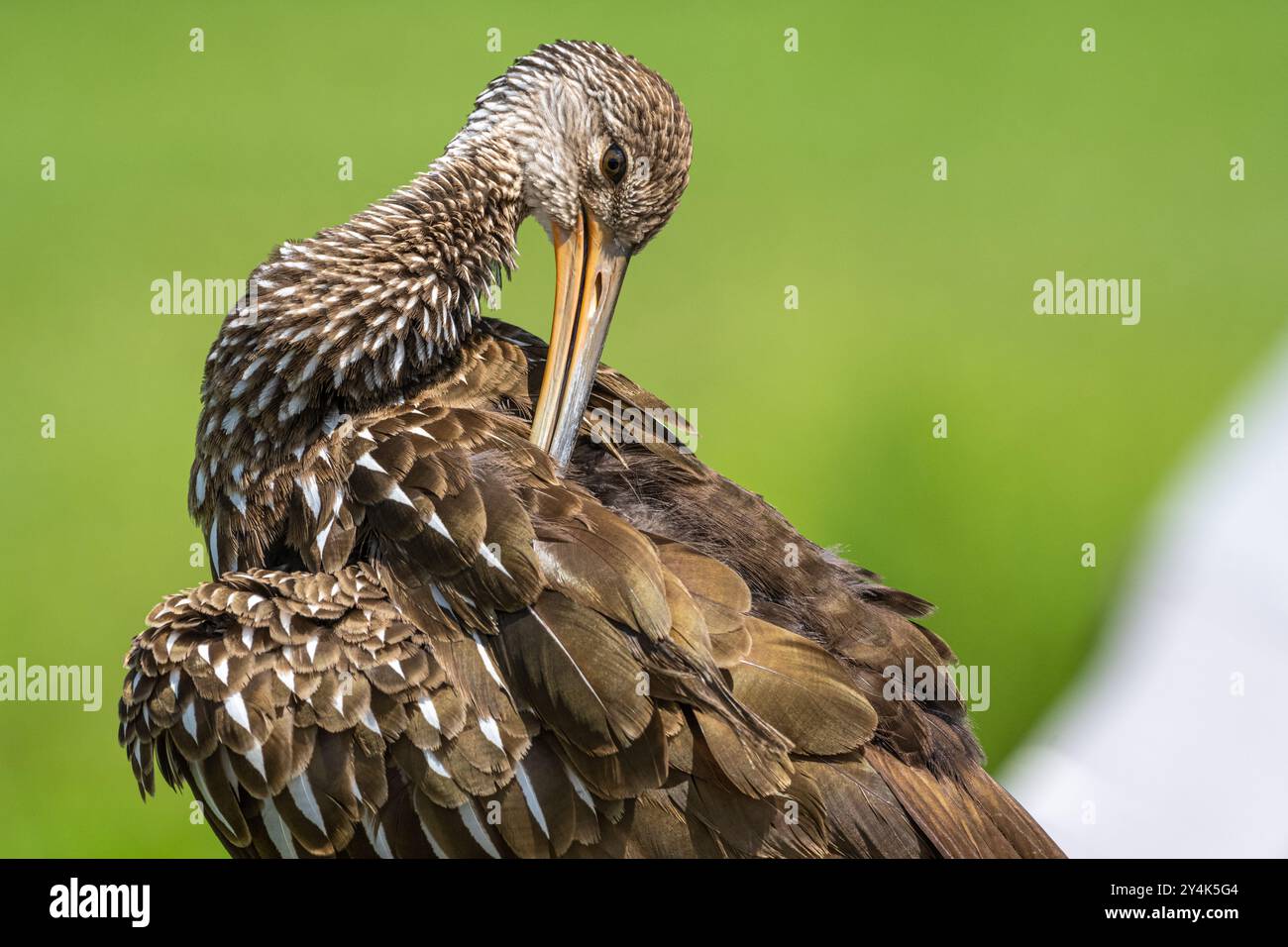 Am Alachua Sink entlang des La Chua Trail im Paynes Prairie Preserve State Park in Gainesville, Florida. (USA) Stockfoto