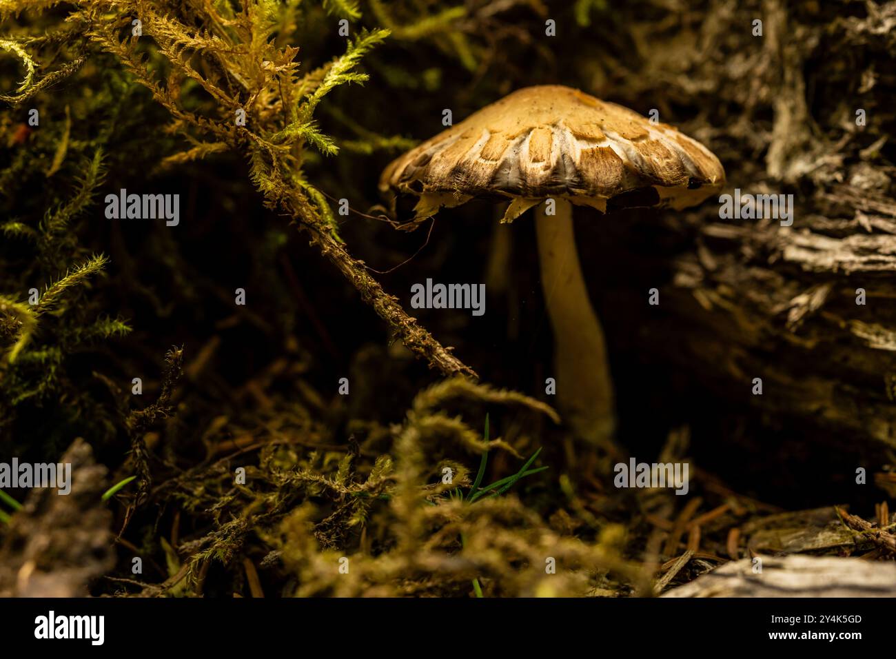 Warmes gelbes Licht bedeckt Einen geheimen Pilz im Olympic National Park Stockfoto