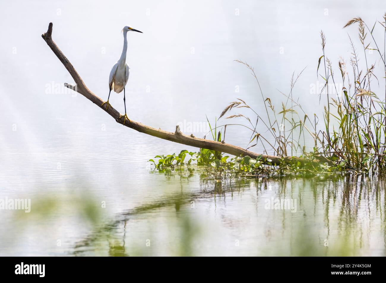 Schneebedeckte Reiher thront auf einem gefallenen Alachua Sink entlang des La Chua Trail im Paynes Prairie Preserve State Park in Gainesville, Florida. (USA) Stockfoto