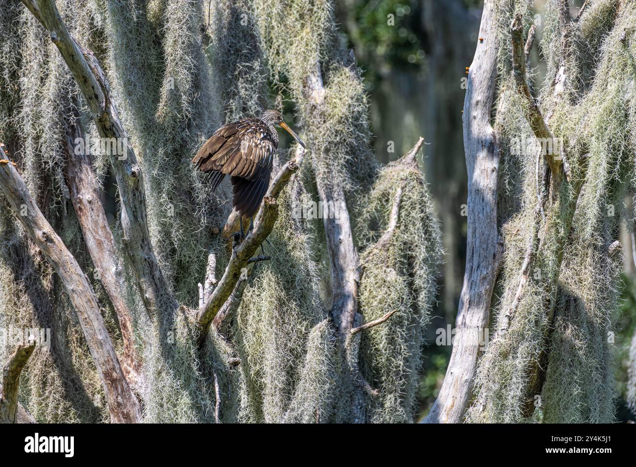 Limpkin (Aramus guarauna) thront auf einem Ast zwischen spanischem Moos am Alachua Sink entlang des La Chua Trail im Paynes Prairie Preserve in Florida. Stockfoto