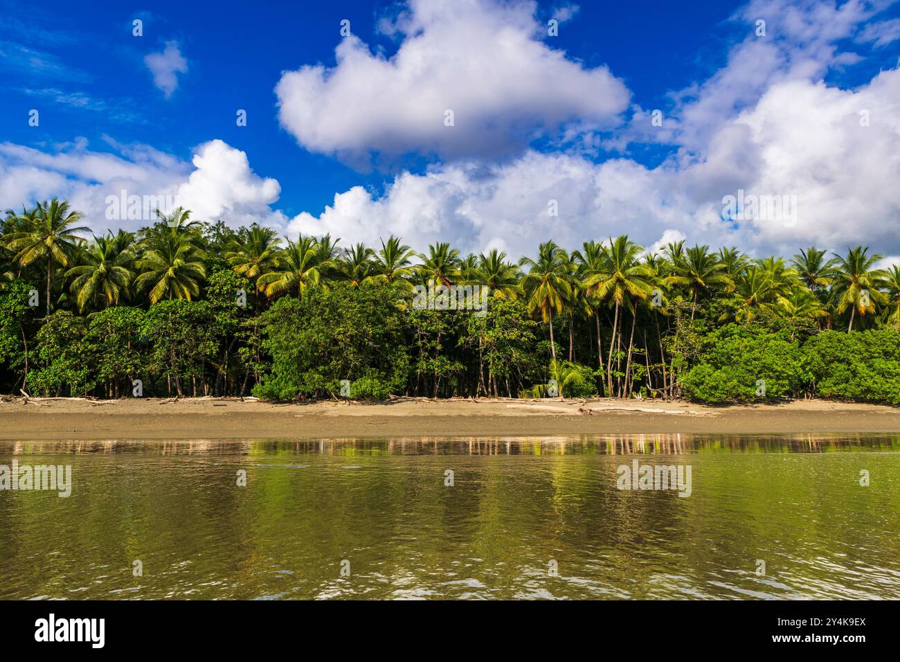 Surfen und Kokospalmen in Playa Matapalo, Provinz Puntarenas, Costa Rica Stockfoto