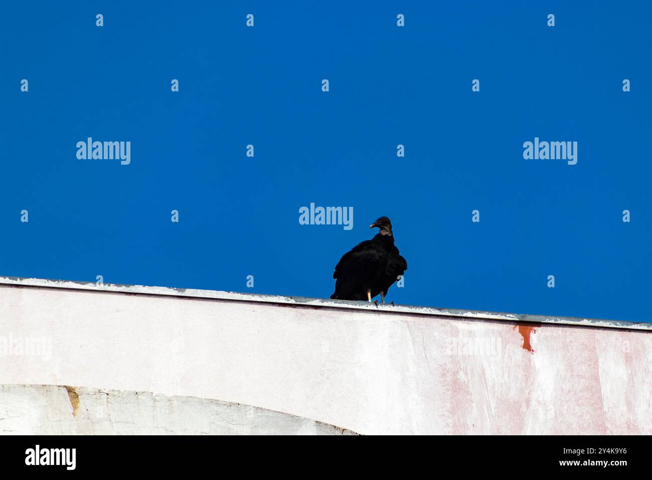 Der Schwarze Geier (Coragyps atratus brasiliensis) ist eine Art des kathartiformen Vogels aus der Familie der Cathartidae, die zur Geiergruppe gehört Stockfoto