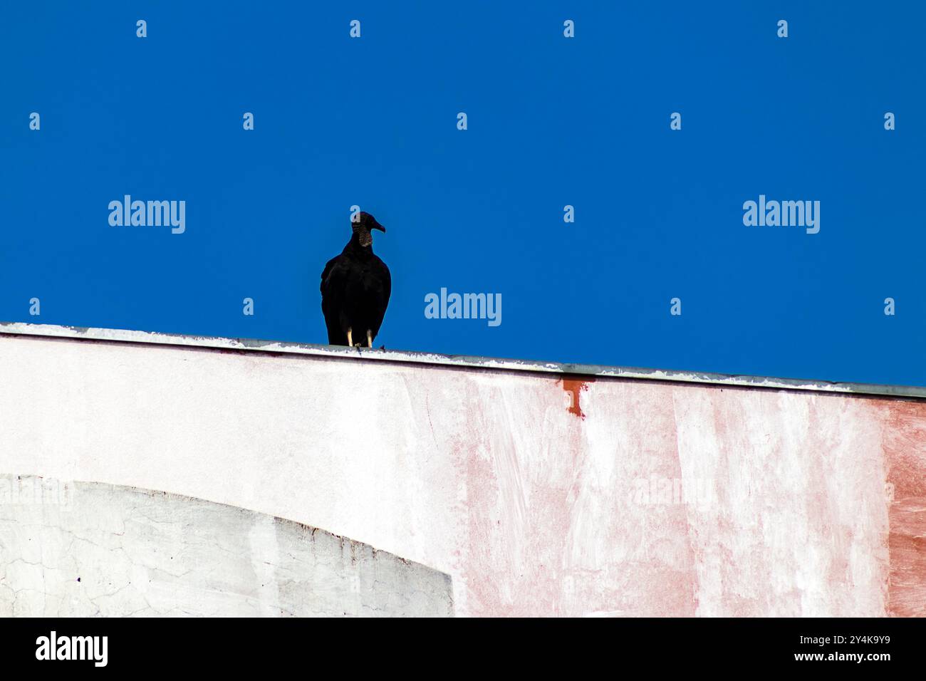 Der Schwarze Geier (Coragyps atratus brasiliensis) ist eine Art des kathartiformen Vogels aus der Familie der Cathartidae, die zur Geiergruppe gehört Stockfoto