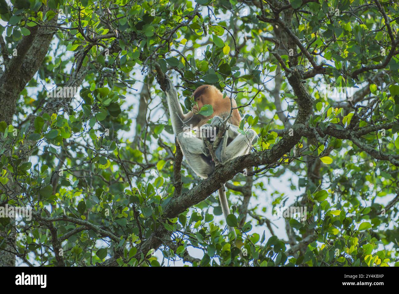 Dieser männliche Proboscis-Affe isst nachmittags das Mangrovenblatt. Stockfoto