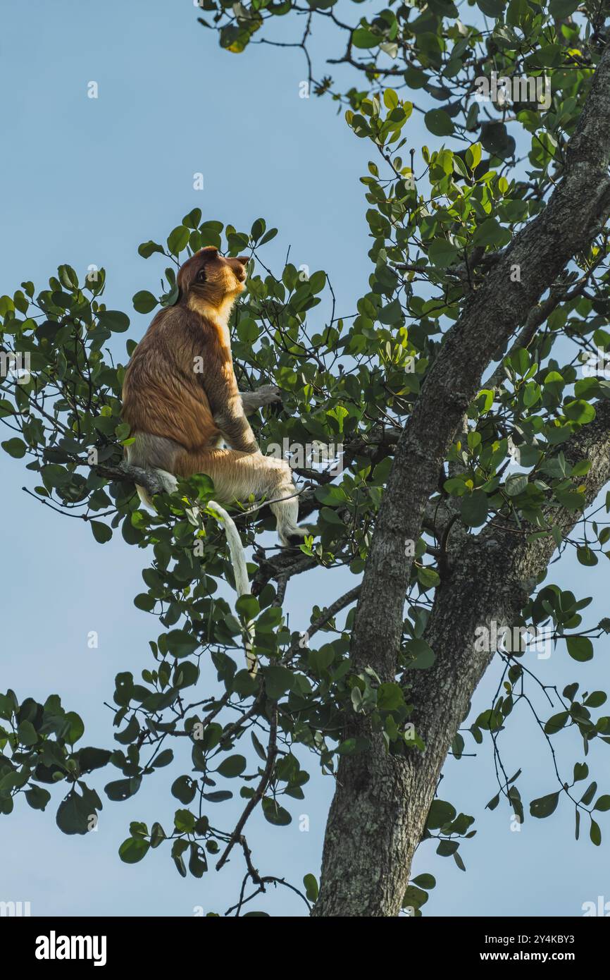 Eine Nahaufnahme eines Proboscis-Affen, ein einzigartiger, auf Borneo endemischer Primaten. Man sieht den Affen, der auf einem Mangrovenbaum sitzt, an einem Blatt knabbert. Stockfoto