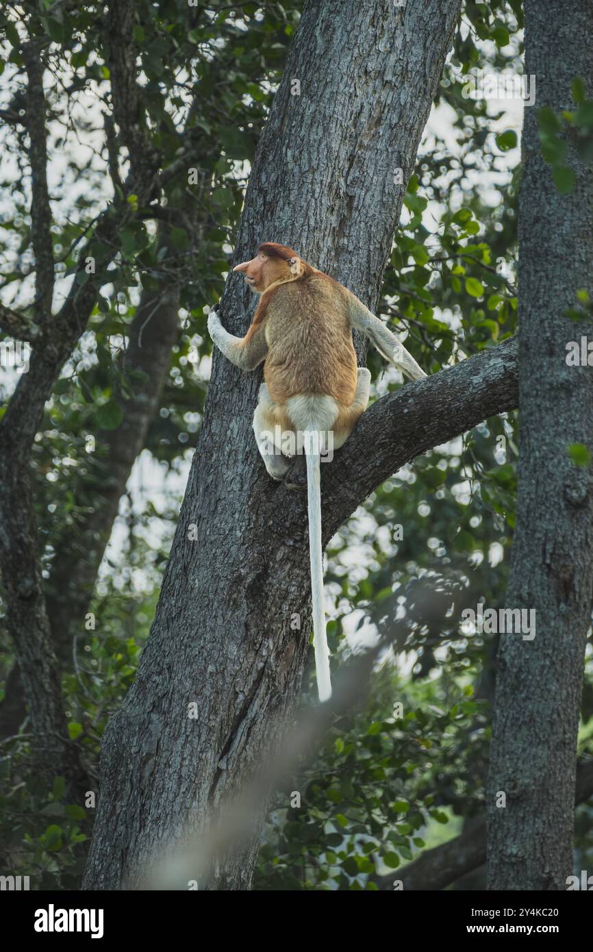 Der Proboscis-Affe ist umgeben von Mangrovenbäumen in der Nähe des Wain River. Stockfoto