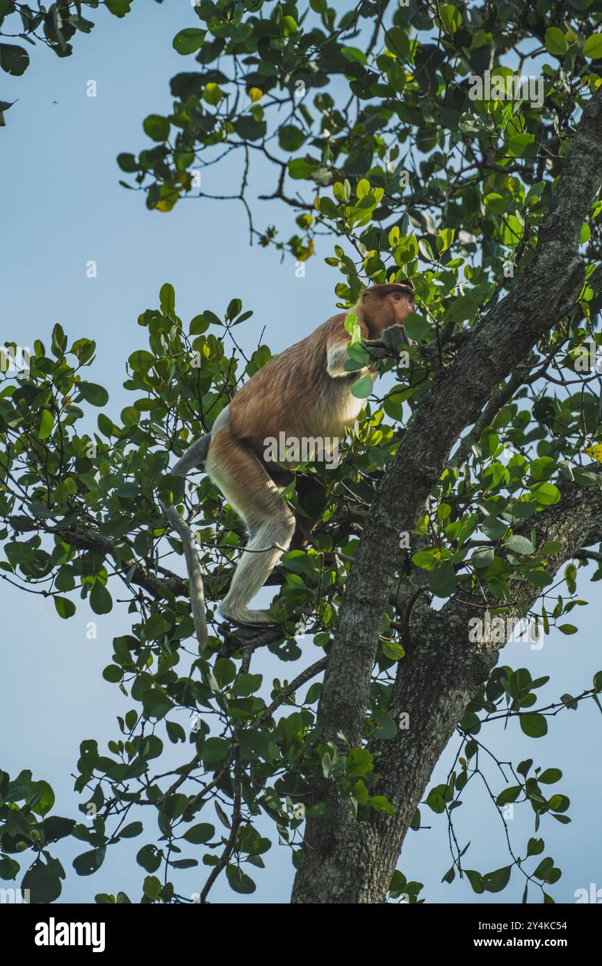 Mit großer Beweglichkeit springt der Proboscis-Affe im Mangrovenwald von Ast zu Ast. Stockfoto