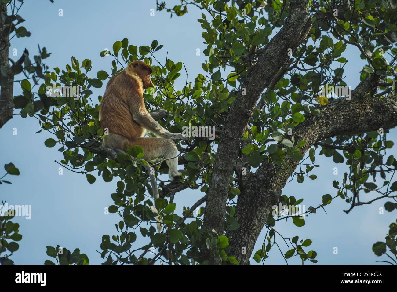 Die Schönheit der Natur mit diesem atemberaubenden Foto eines Proboscis-Affen, der sich von einem Mangrovenblatt ernährt. Stockfoto