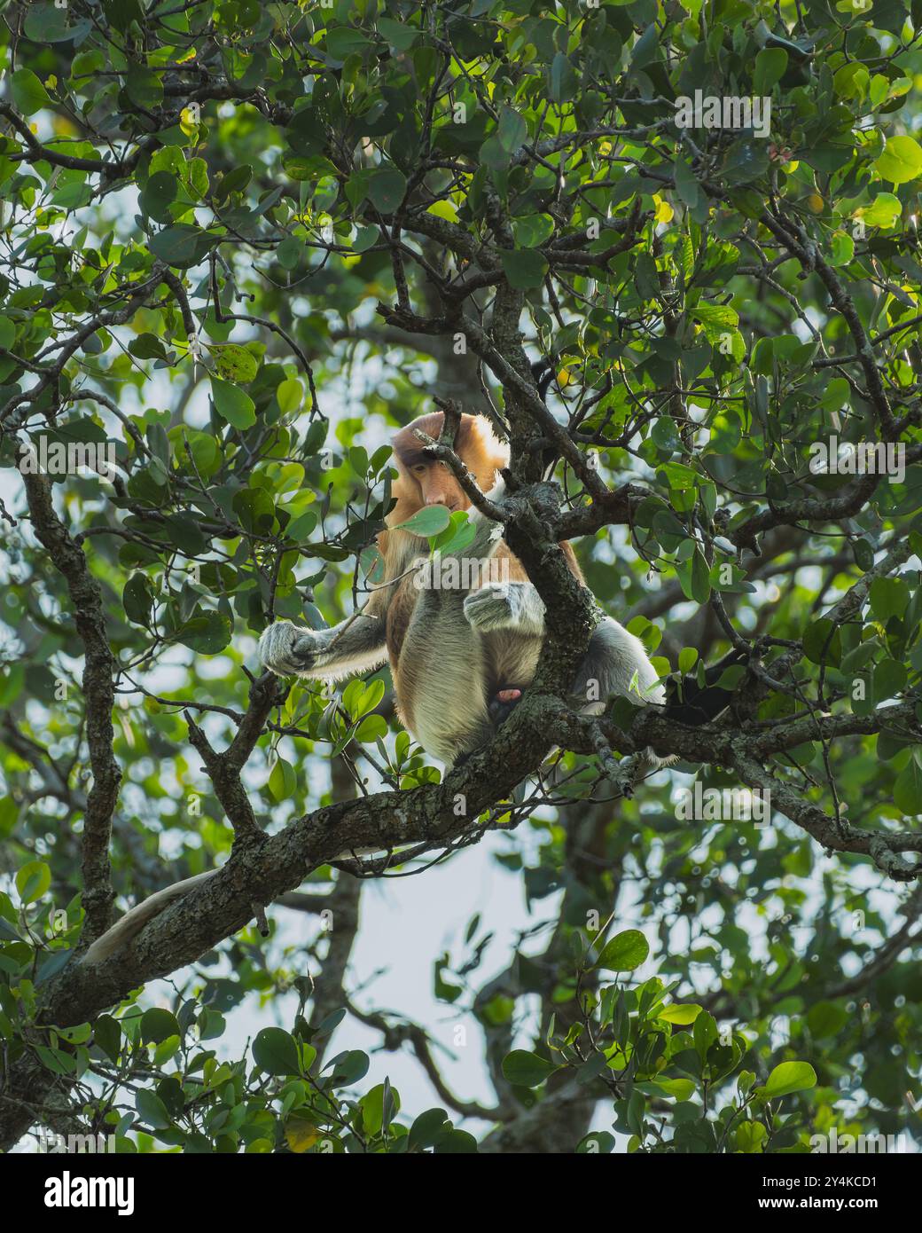 Ein einsamer männlicher Proboscis-Affe sitzt auf einem Mangrovenzweig und genießt ein gemütliches Mittagessen mit frischen Blättern. Stockfoto