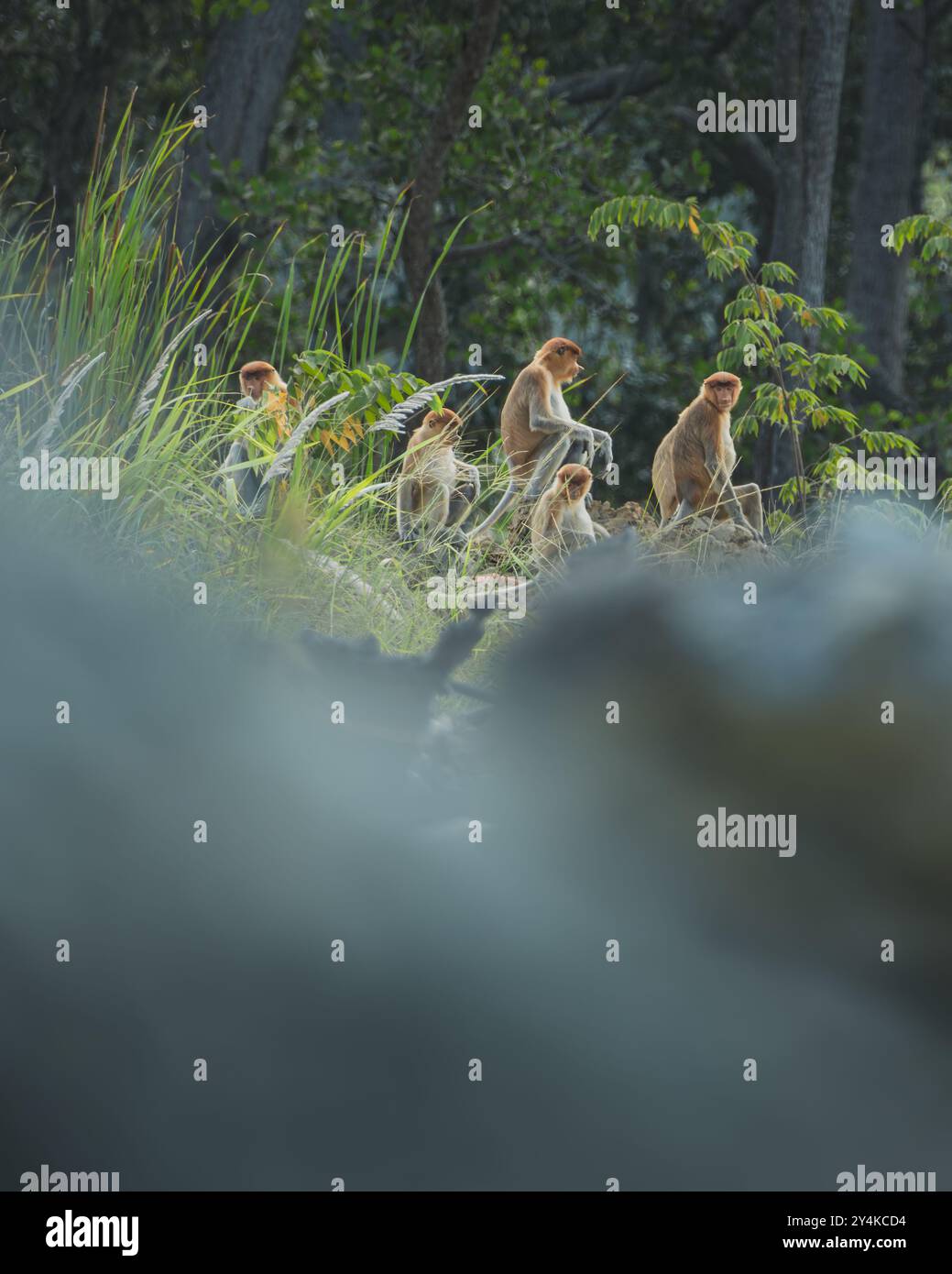 Eine Gruppe von Proboscis-Affen, darunter ein großer Männchen mit einer ausgeprägten langen Nase, sitzt auf Felsen in einer üppigen Waldlandschaft. Stockfoto