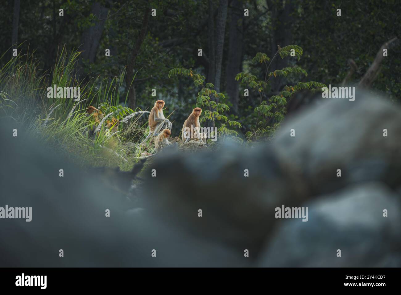 Eine Gruppe von Proboscis-Affen, darunter ein großer Männchen mit einer ausgeprägten langen Nase, sitzt auf Felsen in einer üppigen Waldlandschaft. Stockfoto