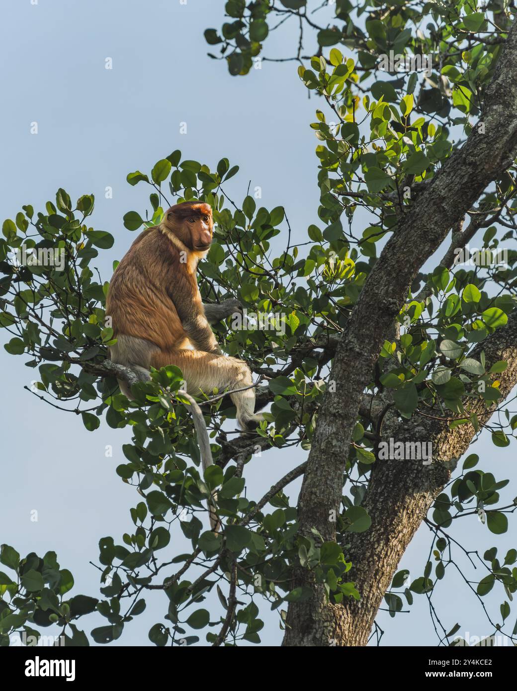 Eine Nahaufnahme eines Proboscis-Affen, ein einzigartiger, auf Borneo endemischer Primaten. Man sieht den Affen, der auf einem Mangrovenbaum sitzt, an einem Blatt knabbert. Stockfoto