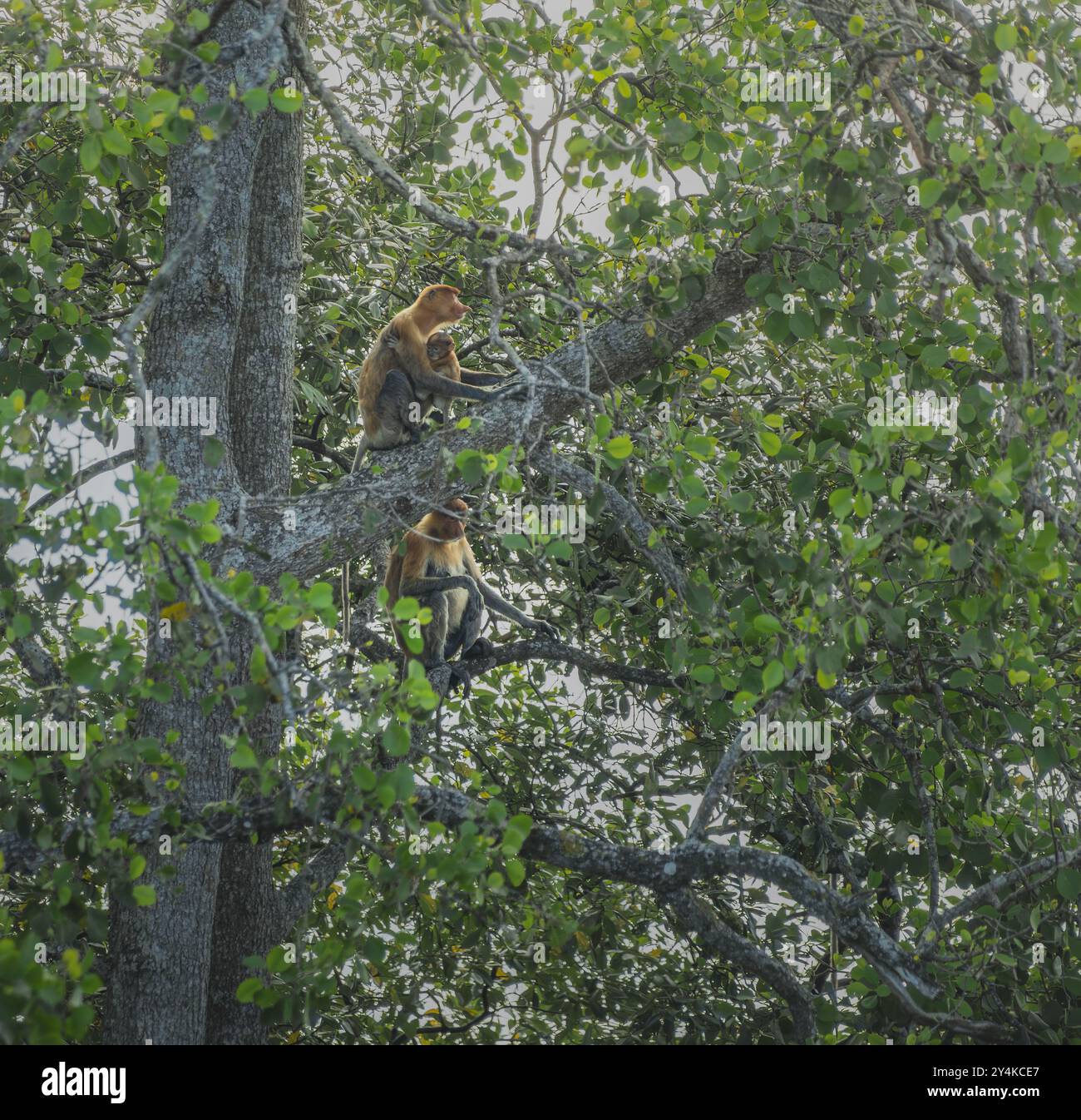 Eine Proboscis-Affenmutter, die auf einem Mangrovenzweig sitzt, begleitet von einem anderen Proboscis-Affenweibchen Stockfoto