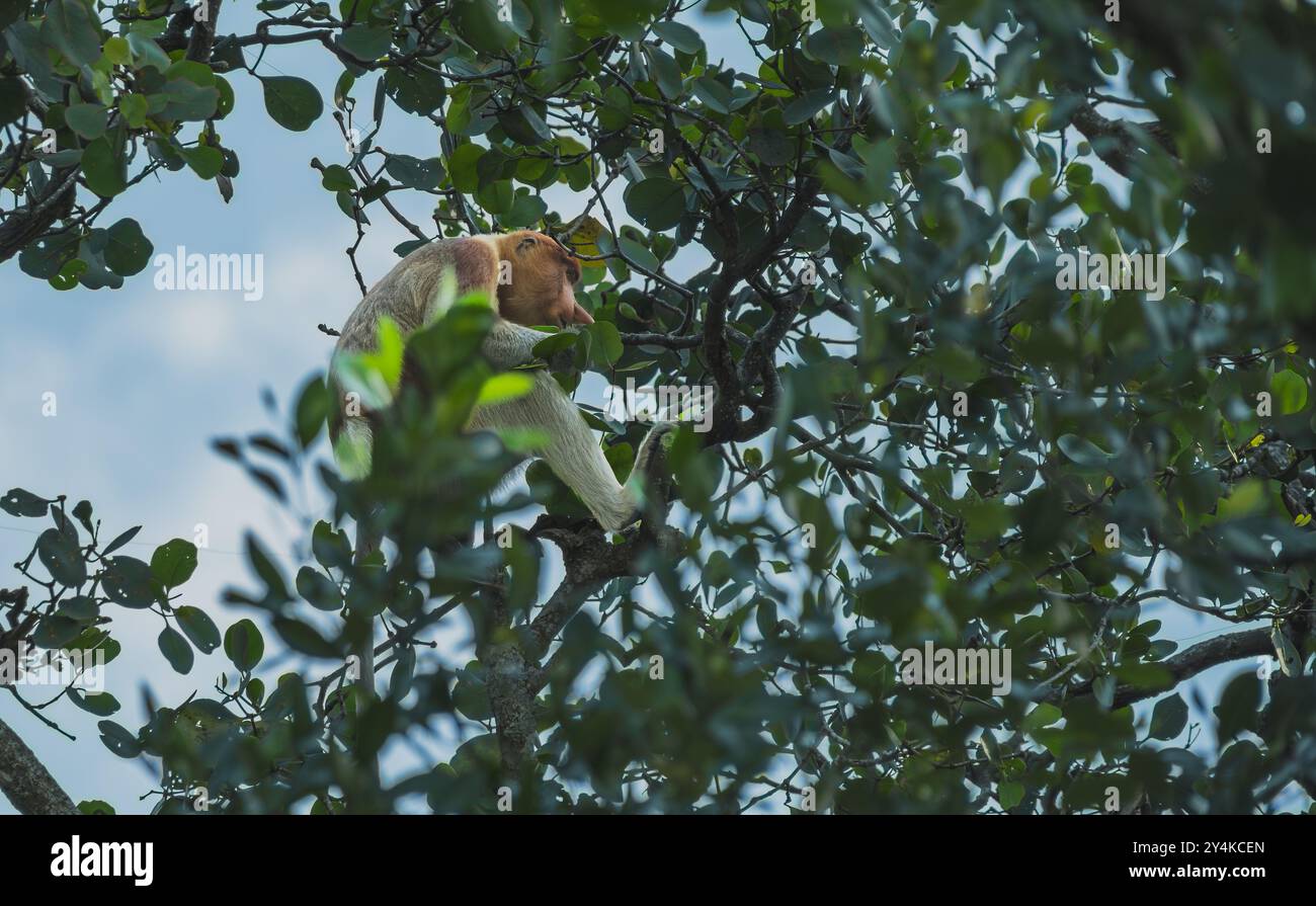 Einsamer Proboscis-Affe sitzt auf einem Mangrovenzweig und genießt ein gemütliches Mittagessen mit frischen Blättern. Stockfoto