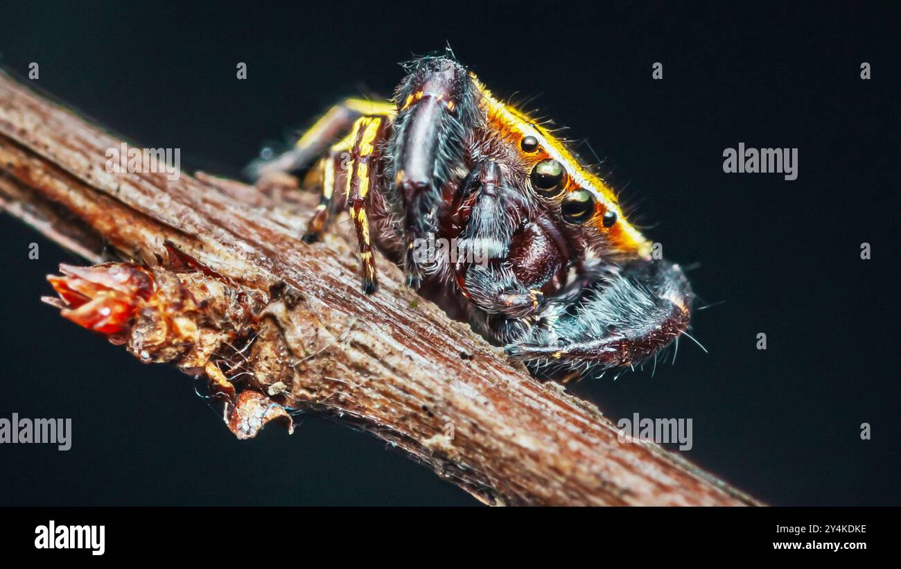 Dieses Makrobild zeigt eine springende Spinne, die auf einem Ast thront und ihre komplexen Details und leuchtenden Farben hervorhebt. Stockfoto