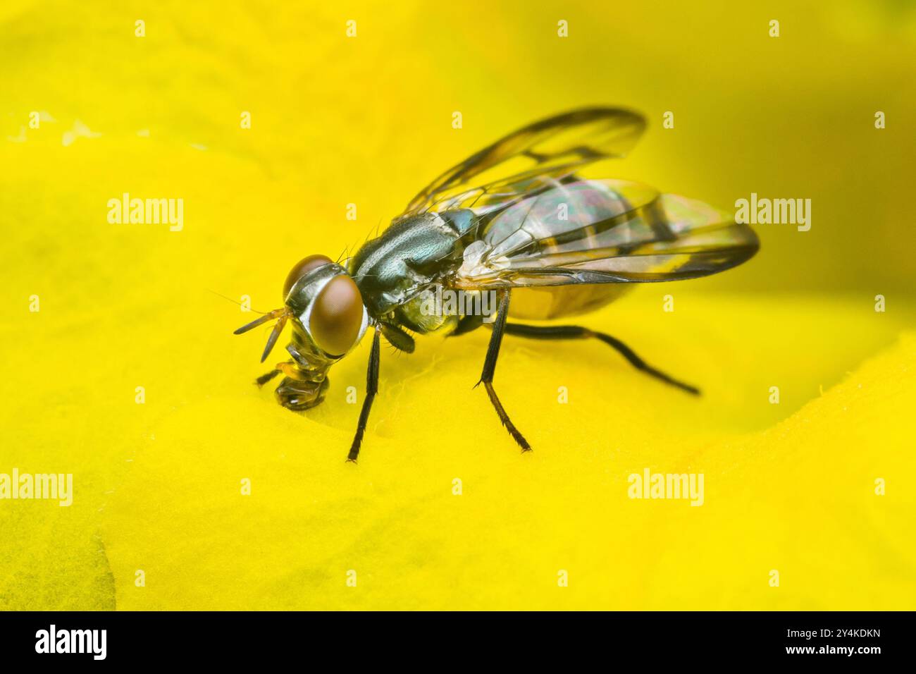 Die zarte geflügelte Fliege liegt auf einer gelben Blume, sucht nach Nektar, detaillierte Flügel und Blütenblätter zeigen die zerbrechliche Schönheit der Natur, leuchtende Farben machen ein atemberaubendes i Stockfoto