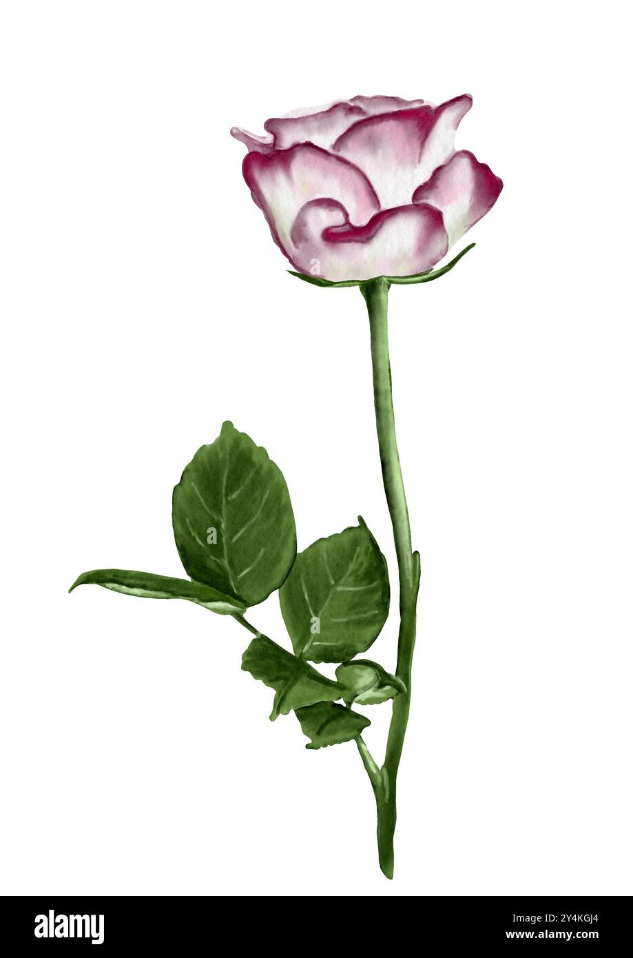 Rosa oder violette Rose. Große Blüte auf einem langen Stiel und einem Blatt. Die Knospe ist offen. Seitenansicht. Tenderanlage. Aquarellabbildung. Stockfoto