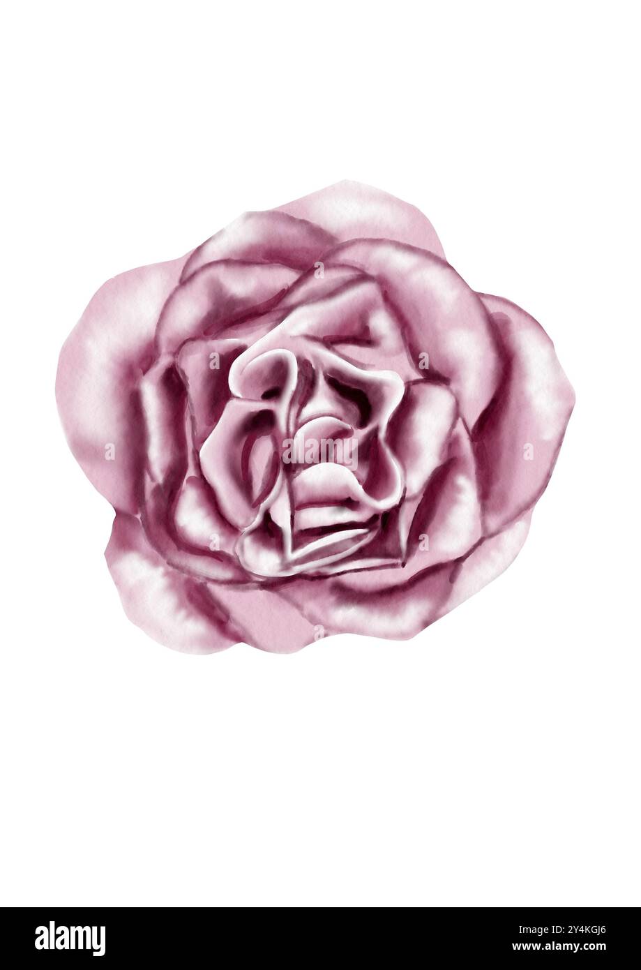 Eine große offene Rosenknospe. Rosa, Lila und weiß. Draufsicht. Die Blütenblätter sind gewellt. Aquarellabbildung. Stockfoto