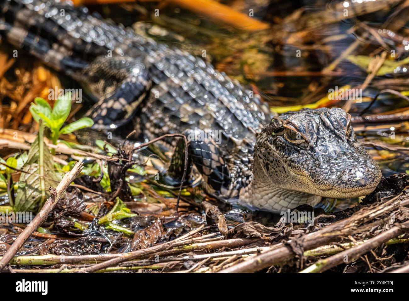 Baby Alligator (Alligator mississippiensis) entlang des Lake Apopka Wildlife Drive in Zentral-Florida in der Nähe von Orlando. (USA) Stockfoto