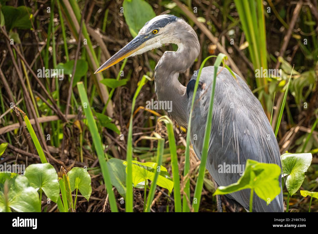 Nahaufnahme eines großen Blaureihers (Ardea herodias) in seinem natürlichen Feuchtgebiet am Lake Apopka Wildlife Drive in der Nähe von Orlando, Florida. (USA) Stockfoto