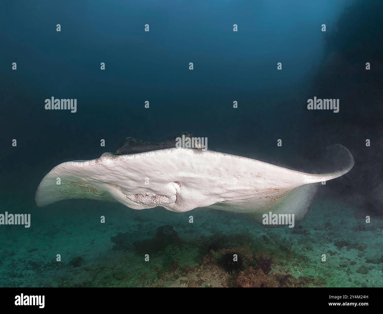 Großer alter Stachelrochen schwimmt über die Kamera Stockfoto