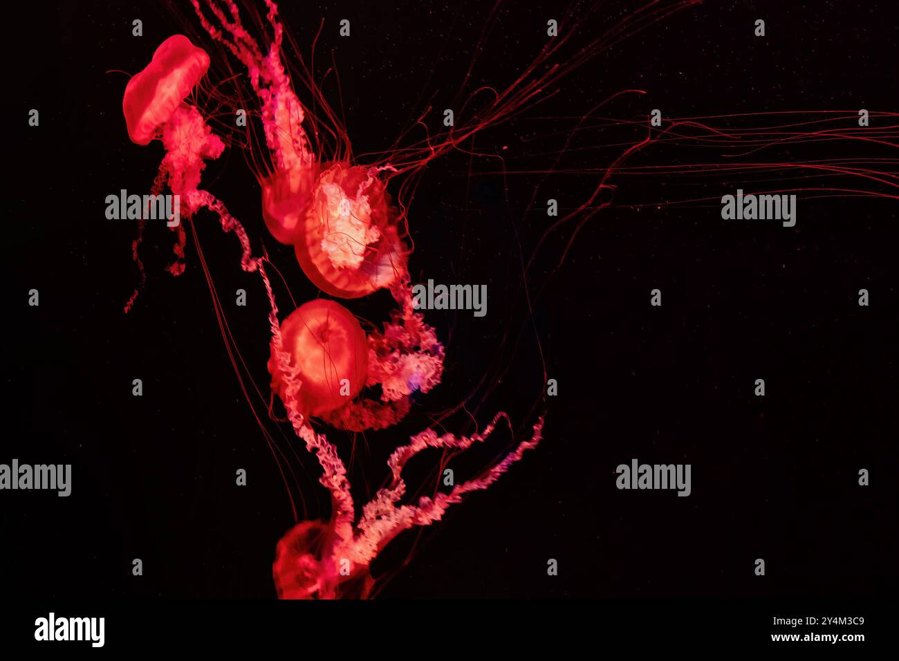 Eine Gruppe roter Quallen mit langen Tentakeln schwimmen im dunklen Wasser. Die rote Biolumineszenz der Quallen erzeugt einen auffälligen Kontrast Stockfoto