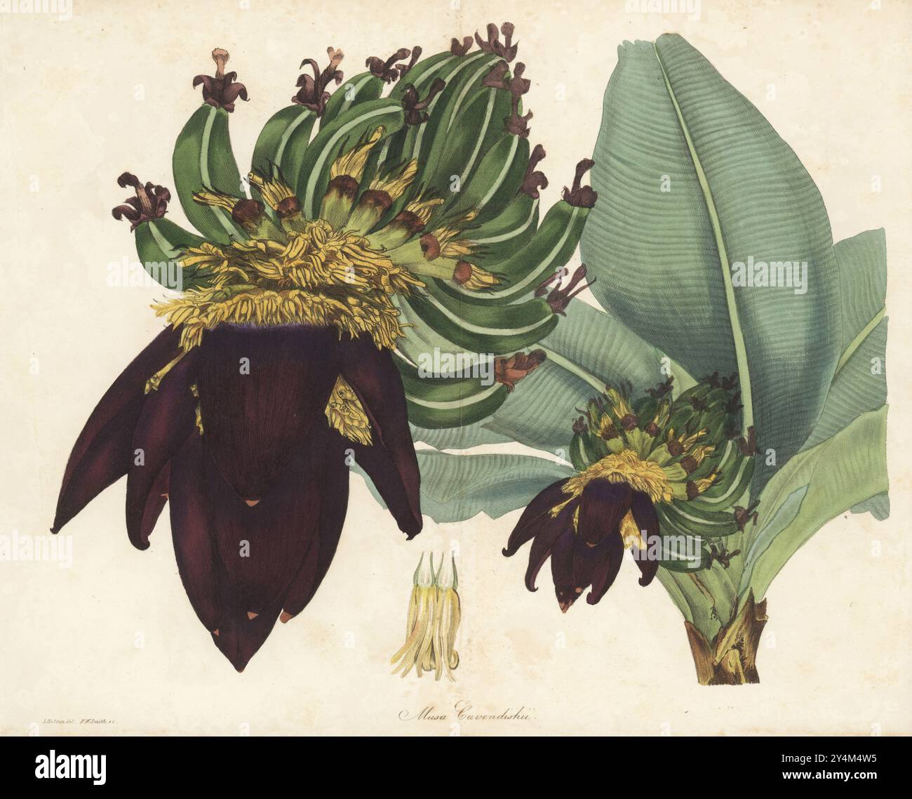 Banane, Musa acuminata. Heimisch in Südasien, angebaut als Dessertbananen. Die Cavendish-Kochbanane, Musa cavendishii. Benannt nach William Cavendish, 6. Duke of Devonshire, dessen Gärtner Sir Joseph Paxton sie im Gewächshaus von Chatsworth House anbaute. Handkolorierter Kupferstich von Frederick William Smith nach einer botanischen Illustration von Samuel Holden aus Joseph Paxton’s Magazine of Botany, and Register of Flowering Plants, Volume 3, W.S. Orr, London, 1837. Stockfoto