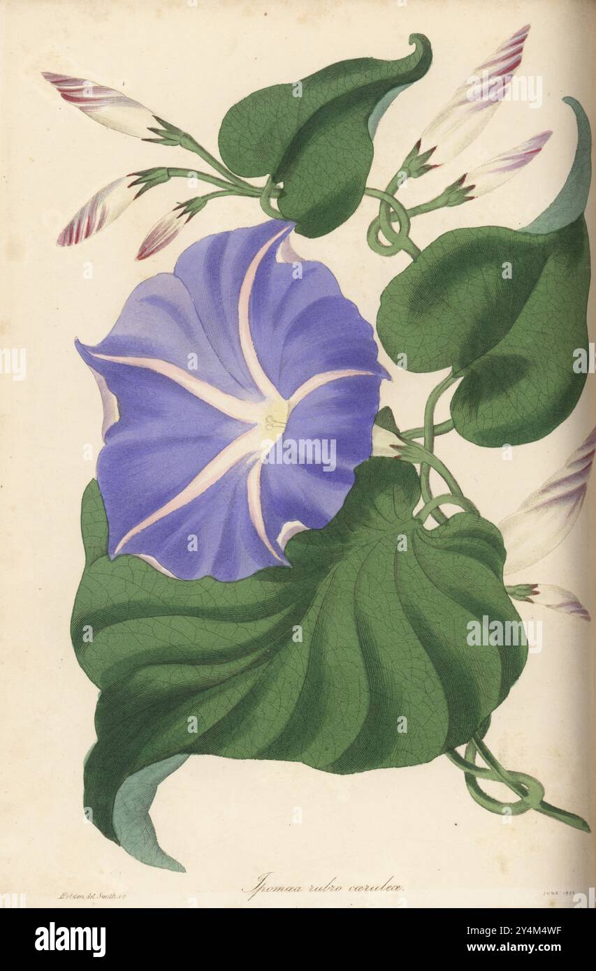 Mexikanischer Morgenruhm, Ipomoea Tricolor. Rötlich-blaue ipomoea, Ipomoea rubra-caerulea. Samen gesammelt von Samuel Richardson in Guanaxuato, Mexiko, aufgezogen von David Cameron, dem Kurator des Botanischen Gartens von Birmingham. Handkolorierter Kupferstich von Frederick William Smith nach einer botanischen Illustration von Samuel Holden aus Joseph Paxton’s Magazine of Botany, and Register of Flowering Plants, Volume 3, W.S. Orr, London, 1837. Stockfoto