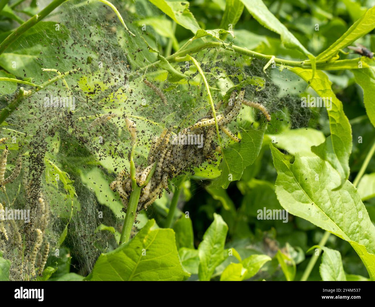 Spindel Ermine Motte Raupen und Web in englischer Hecke im Mai, England, UK Stockfoto
