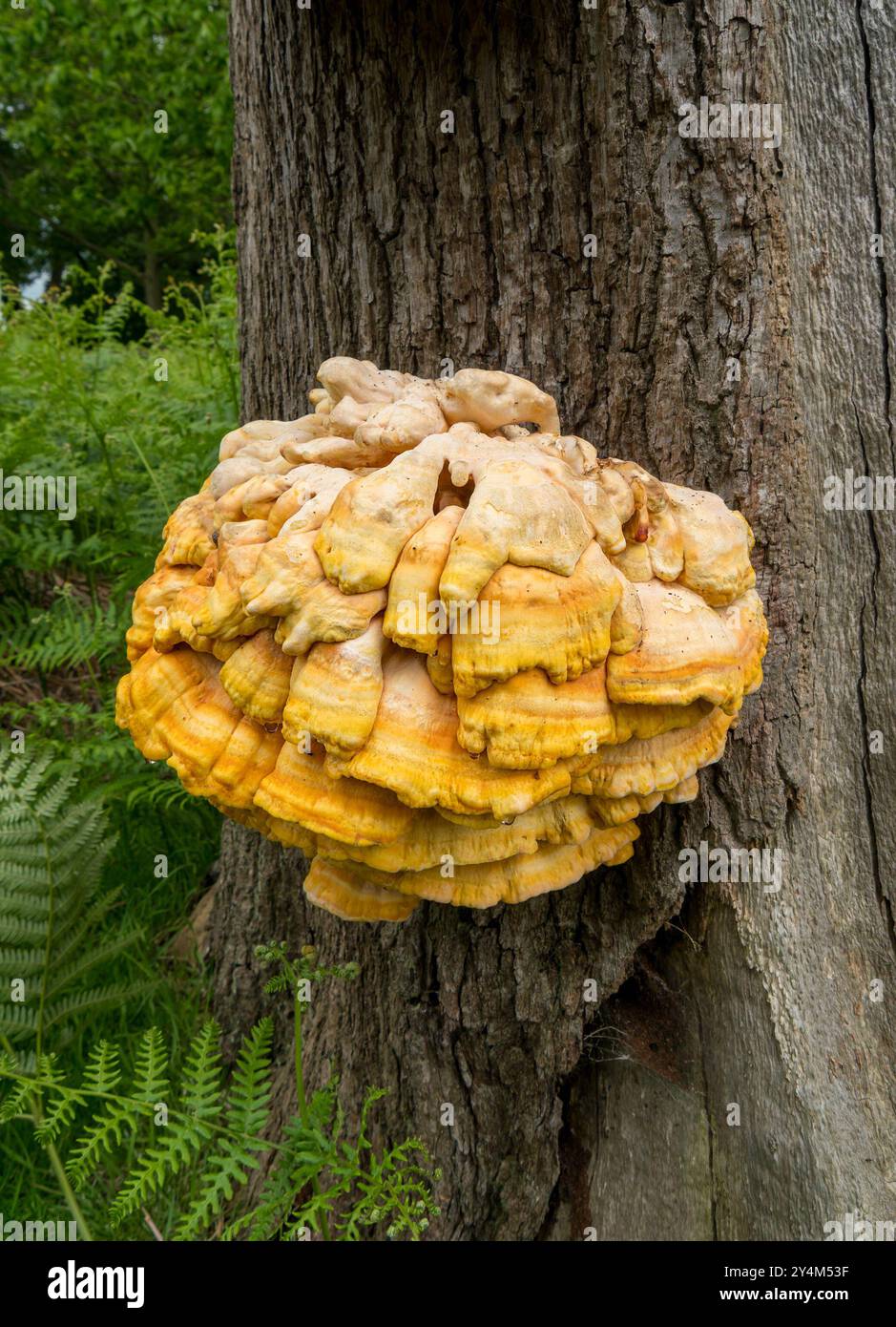 "Huhn des Waldes" ( Laetiporus sulphureus ) Bradgate Park, England, Vereinigtes Königreich, Bradgate Park Stockfoto