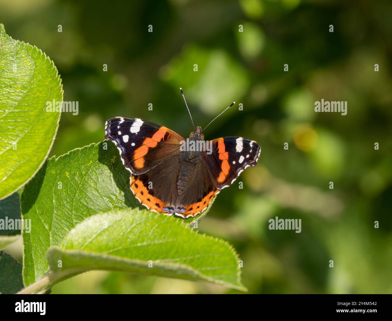 Ein sonnendurchfluteter roter Admiral-Schmetterling (Vanessa atalanta) mit offenen Flügeln, die sich auf sonnendurchflutetem grünen Apfelbaumblatt im September, England, Großbritannien, sonnen Stockfoto