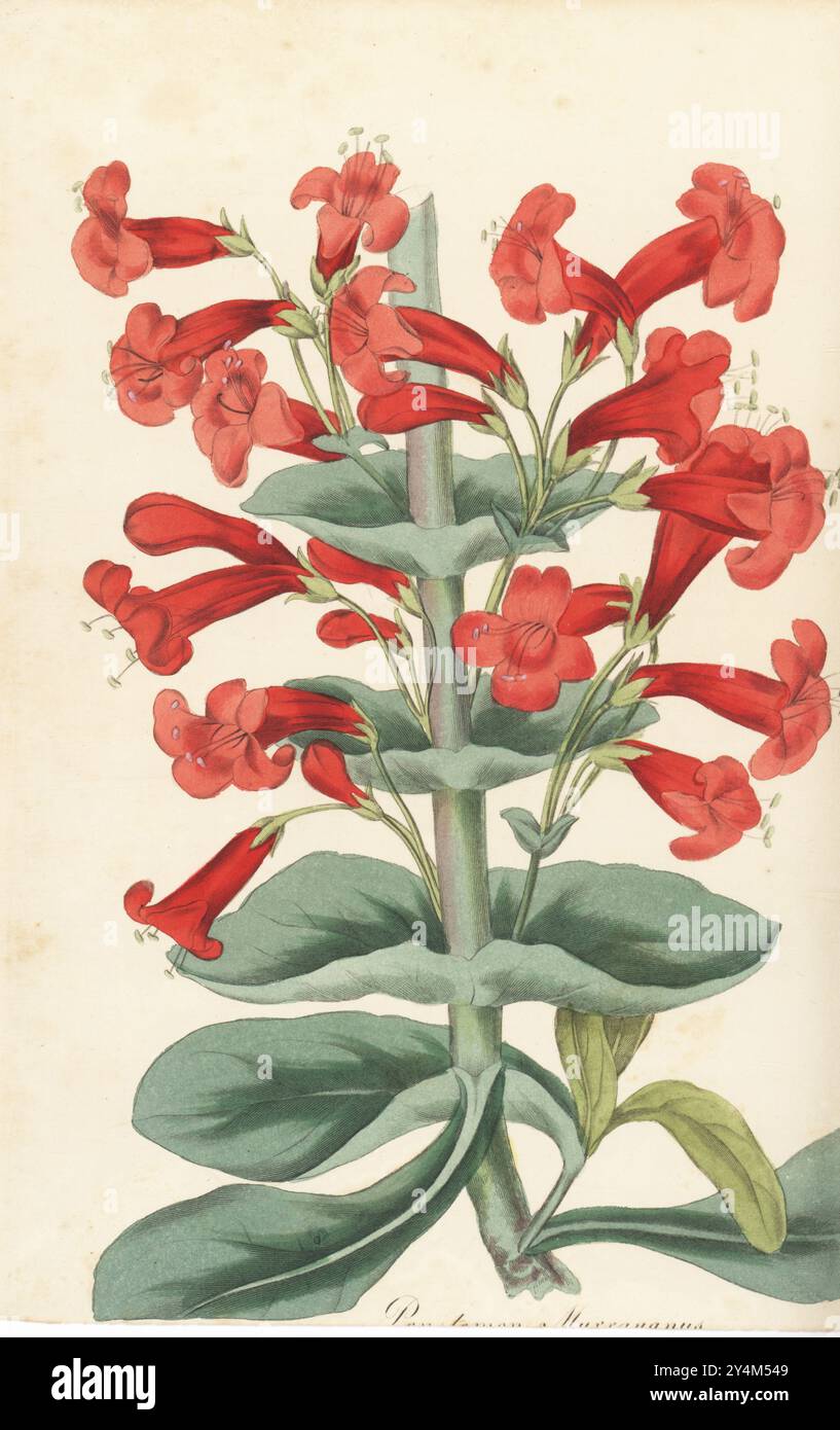 Scharlachrote Bartzunge oder Mr. Murrays scharlachrote penstemon, Penstemon murrayanus. Geboren in Texas, Louisiana, in den Vereinigten Staaten, benannt nach dem schwedischen Botaniker Johann Andreas Murray. Handkolorierter Kupferstich von Frederick William Smith nach einer botanischen Illustration von Samuel Holden aus Joseph Paxton’s Magazine of Botany, and Register of Flowering Plants, Volume 3, W.S. Orr, London, 1837. Stockfoto