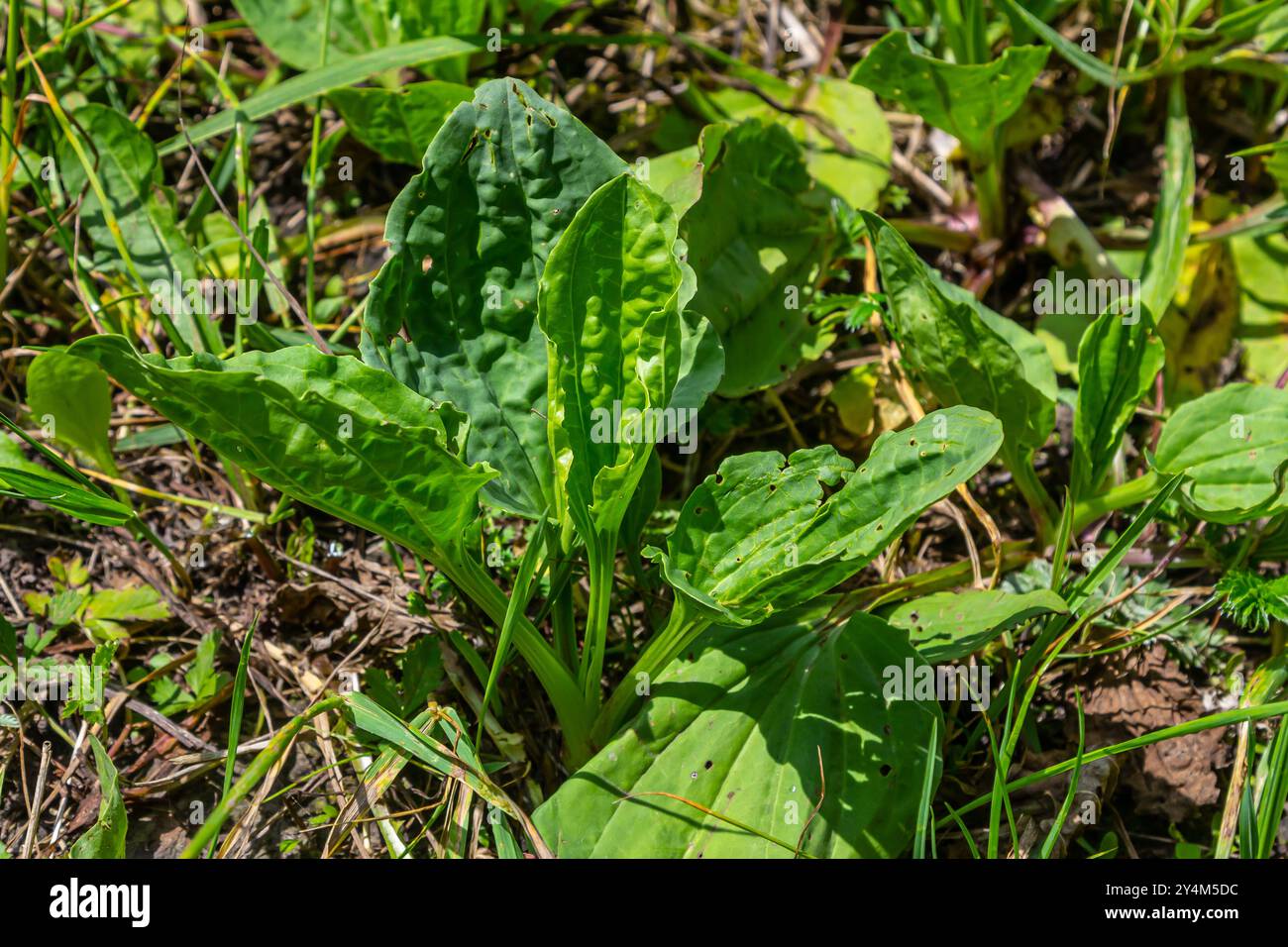 Große Kochbanane, Waybread Plantago Major Tree und Thailand Kraut hat medizinische Eigenschaften in Common Plantain. Stockfoto