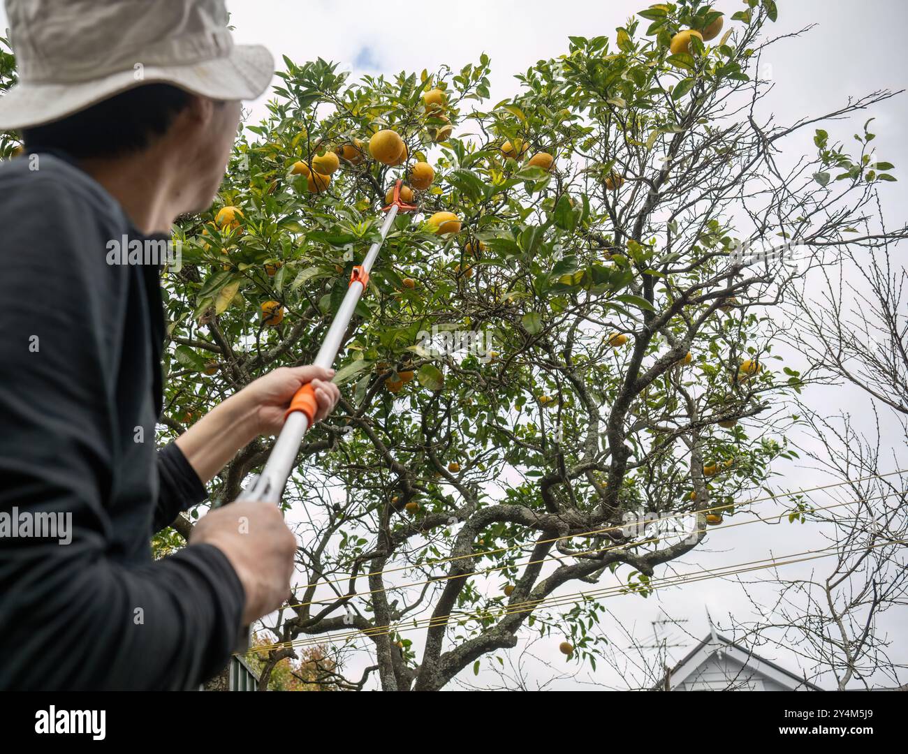 Der Mann pflückt Grapefruit vom Baum mit einem Obstpflücker-Werkzeug im Garten. Selektive Fokussierung auf die Grapefruits. Stockfoto