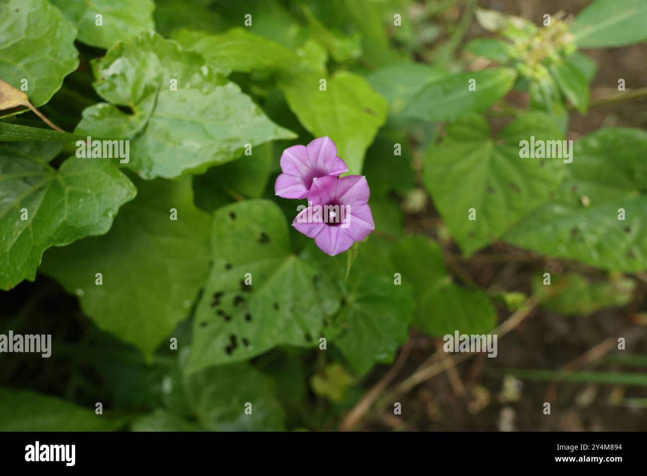 Ipomoea Morning Glory, bekannt unter mehreren gebräuchlichen Namen, einschließlich Kleinglocke und Aiea Morning Glory Stockfoto