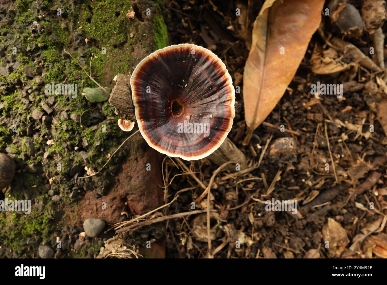 Es handelt sich um eine Gattung von Polyporpilzen aus der Familie Ganodermataceae, Einem Holzverfall oder Xylophaguspilz. Die Pilze enthalten etwa 70 Arten Stockfoto