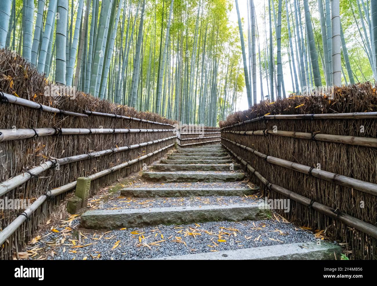 Bambuswaldpfad, Adashino Nenbutsu-JI Tempel, Kyoto, Japan Stockfoto