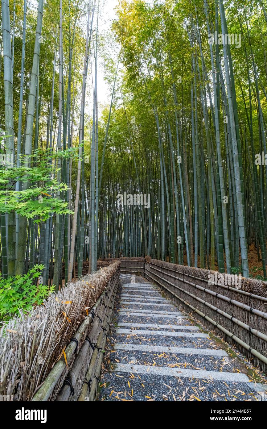 Bambuswaldpfad, Adashino Nenbutsu-JI Tempel, Kyoto, Japan Stockfoto