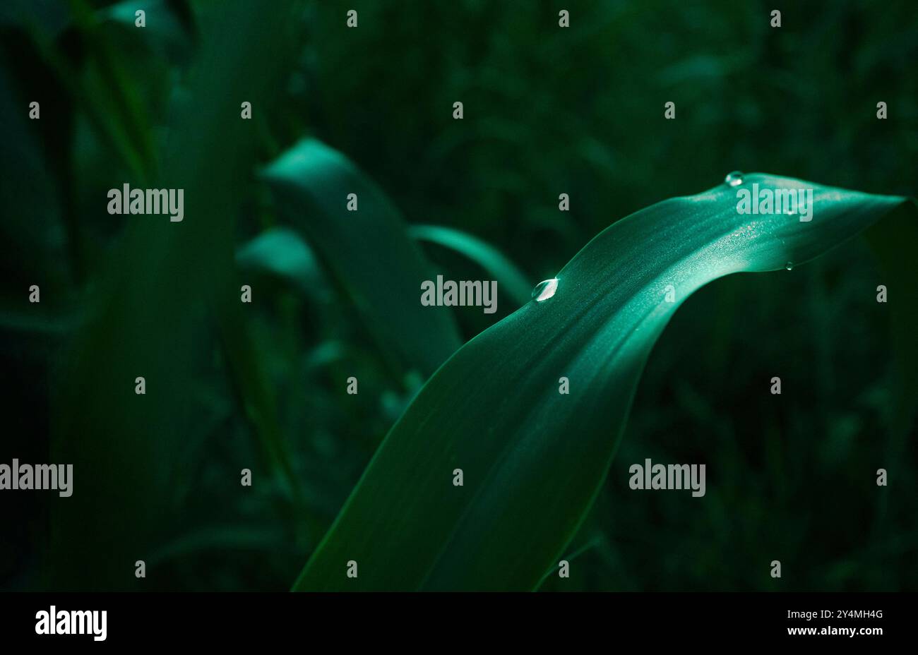 Nahaufnahme des Tautropfens auf grünem Blatt mit glänzendem Effekt. Stockfoto