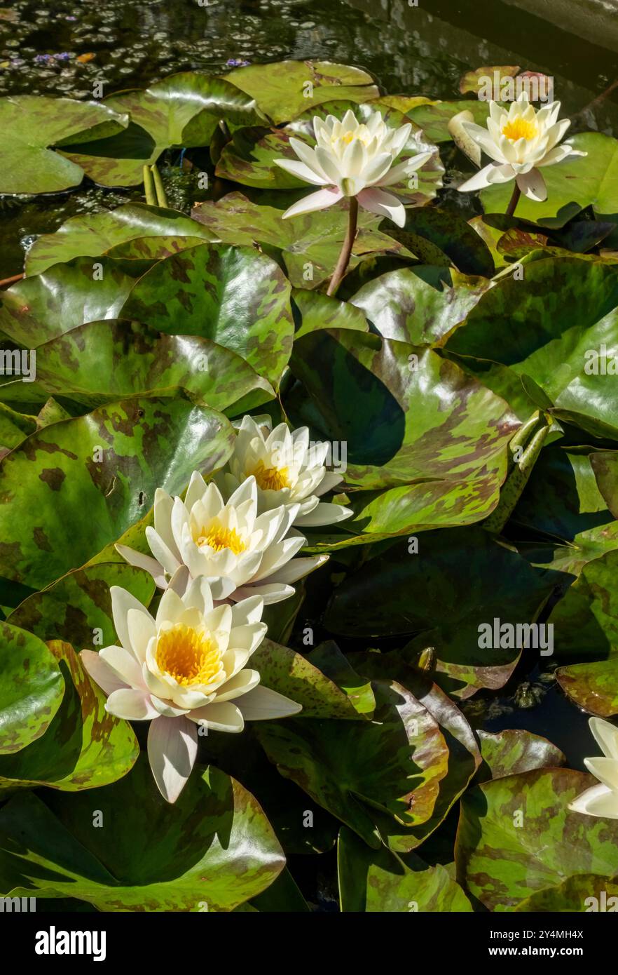 Nahaufnahme der Creme-Wasser-Lilie Nymphaea Blume blühte auf einem Teich im Sommer England Vereinigtes Königreich GB Großbritannien Stockfoto