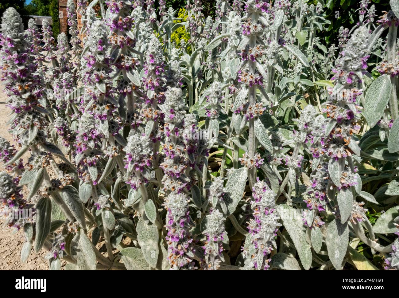 Lämmer Ohr „Silver Carpet“ Blumen (Stachys byzantina) Pflanze im Garten im Sommer Border Blumenbeet England Großbritannien Großbritannien Großbritannien Großbritannien Großbritannien Großbritannien Großbritannien Großbritannien Großbritannien Großbritannien Großbritannien Großbritannien Großbritannien Großbritannien Großbritannien Großbritannien Großbritannien Großbritannien Großbritannien Großbritannien Großbritannien Großbritannien Großbritannien Großbritannien Stockfoto