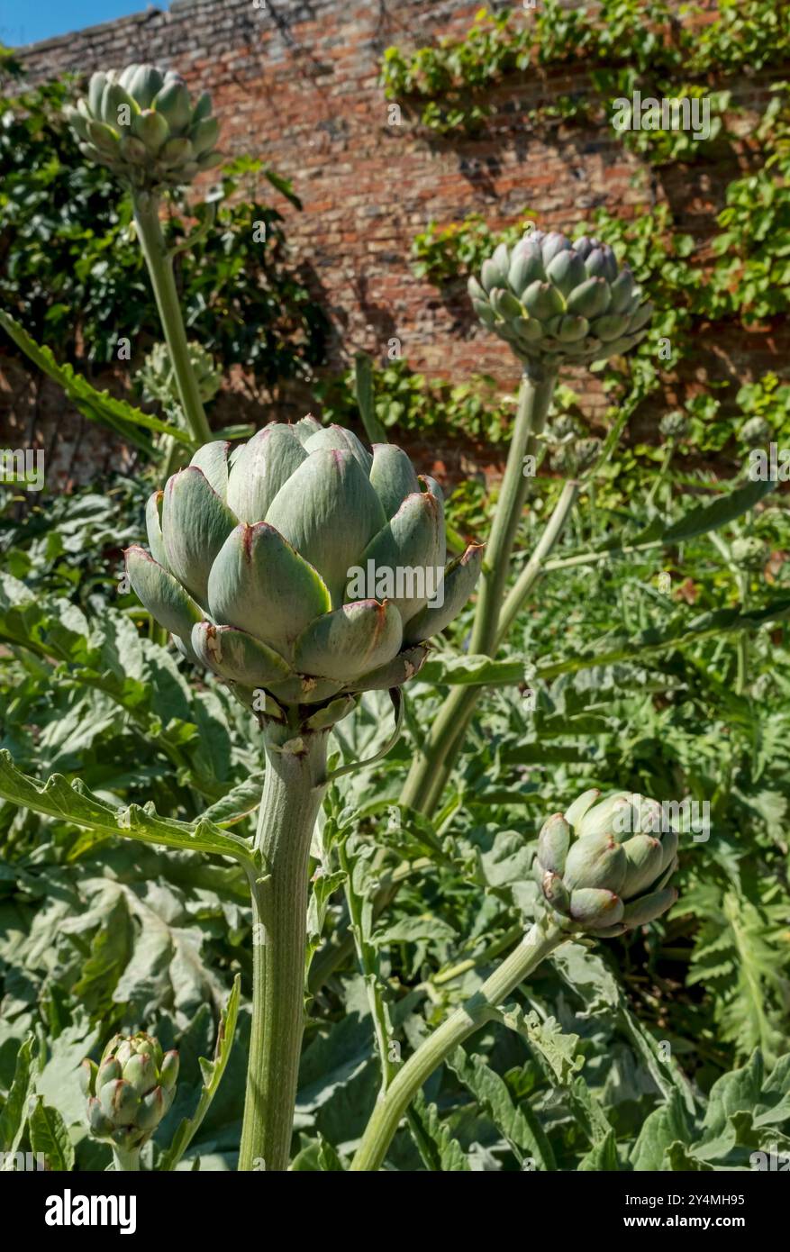 Nahaufnahme von Artischocken aus der ganzen Welt, die im Sommer in einem Gemüsegarten wachsen England Vereinigtes Königreich GB Großbritannien Stockfoto