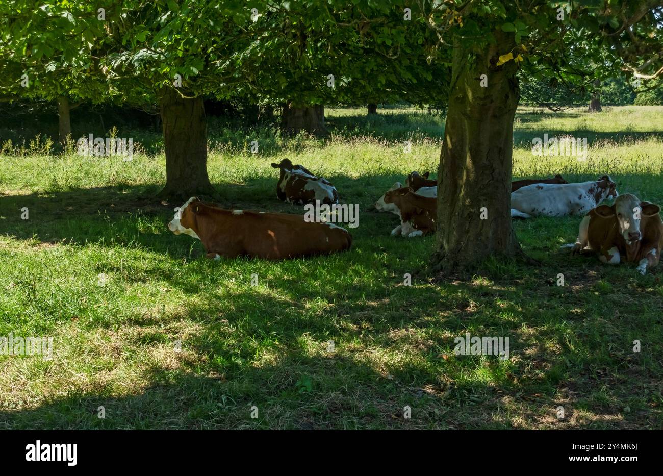 Rinderherde im Schatten von Bäumen auf einem Feld auf Ackerland im Sommer England Großbritannien Großbritannien Großbritannien Großbritannien Großbritannien Großbritannien Großbritannien Großbritannien Großbritannien Großbritannien Großbritannien Großbritannien Großbritannien Großbritannien Großbritannien Großbritannien Großbritannien Großbritannien Stockfoto