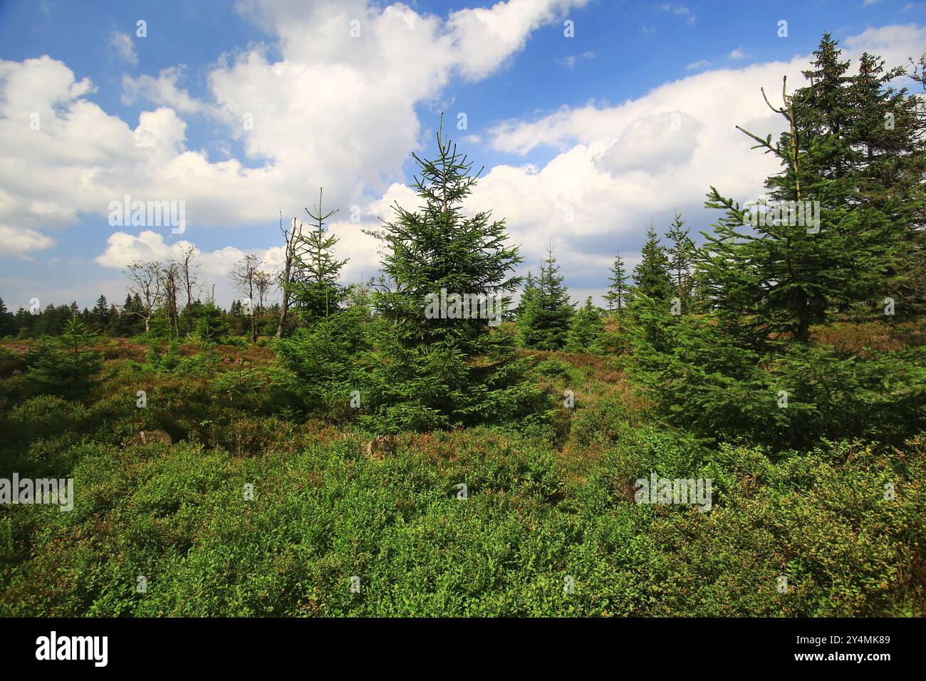 Dichte Moorlandschaft mit immergrünen Bäumen am Großen Beerberg in Thüringen. Stockfoto